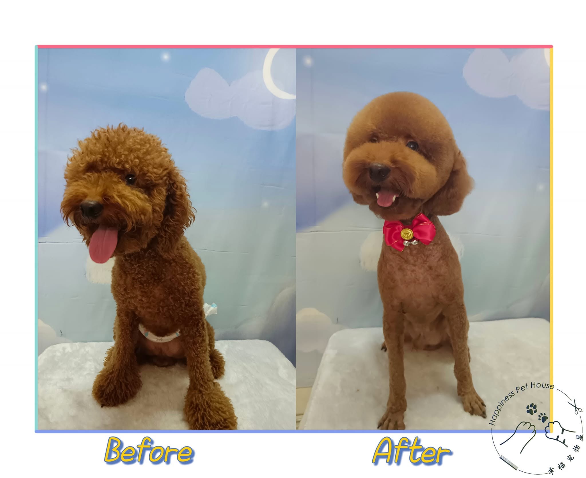 Red poodle grooming before and after