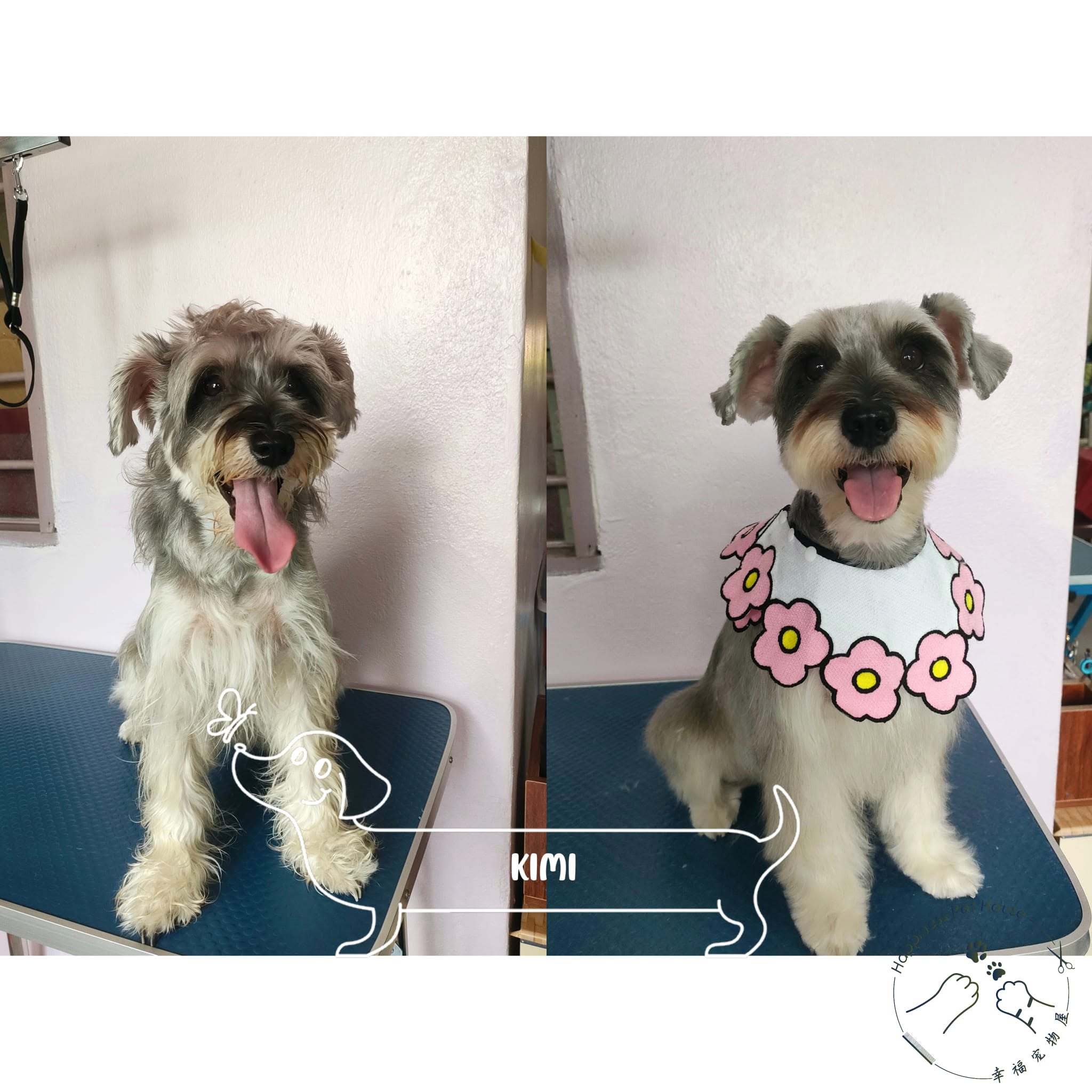 Schnauzer grooming before and after