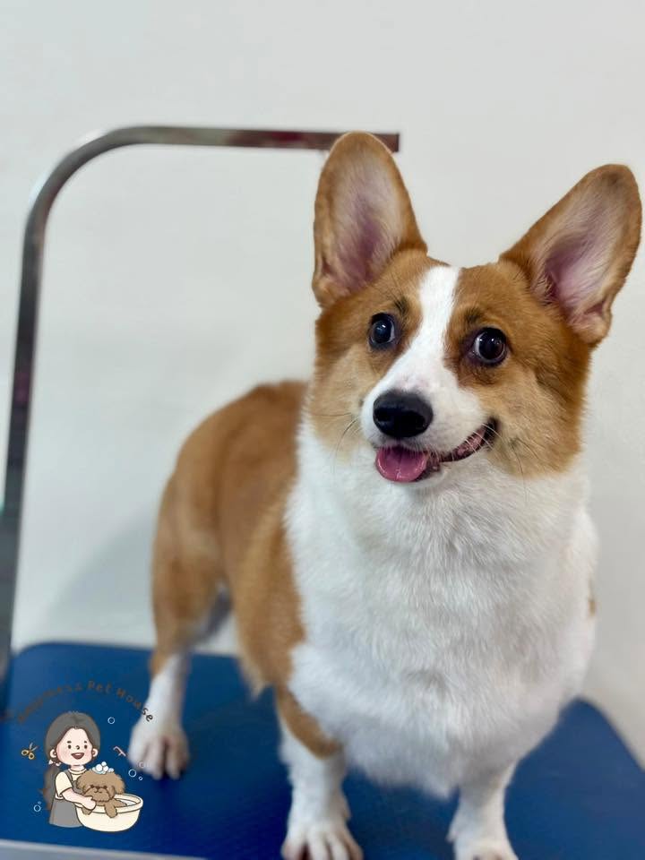 Pet daycare in Tampin