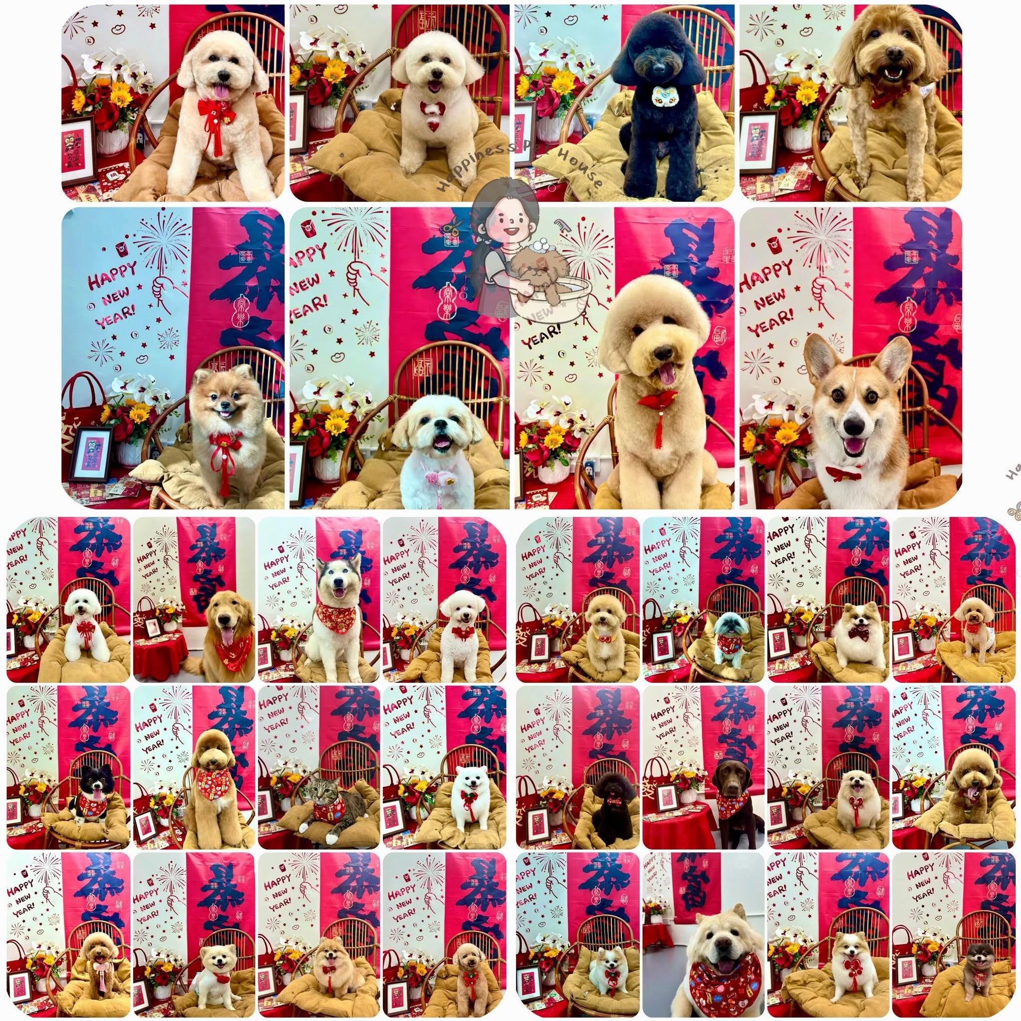 Showcase of dogs and cats groomed at Happiness Pet House