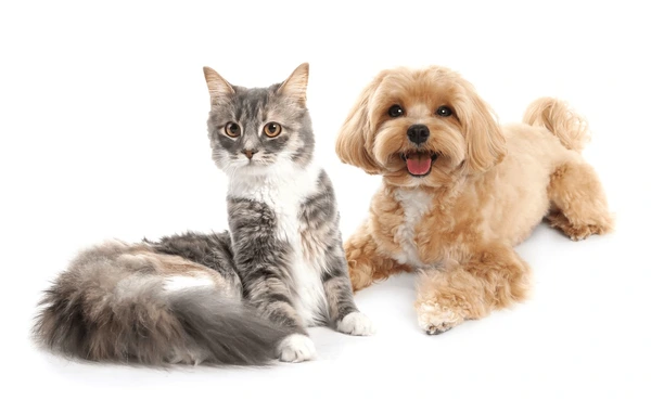 Happy dog and cat at Happiness Pet House Tampin