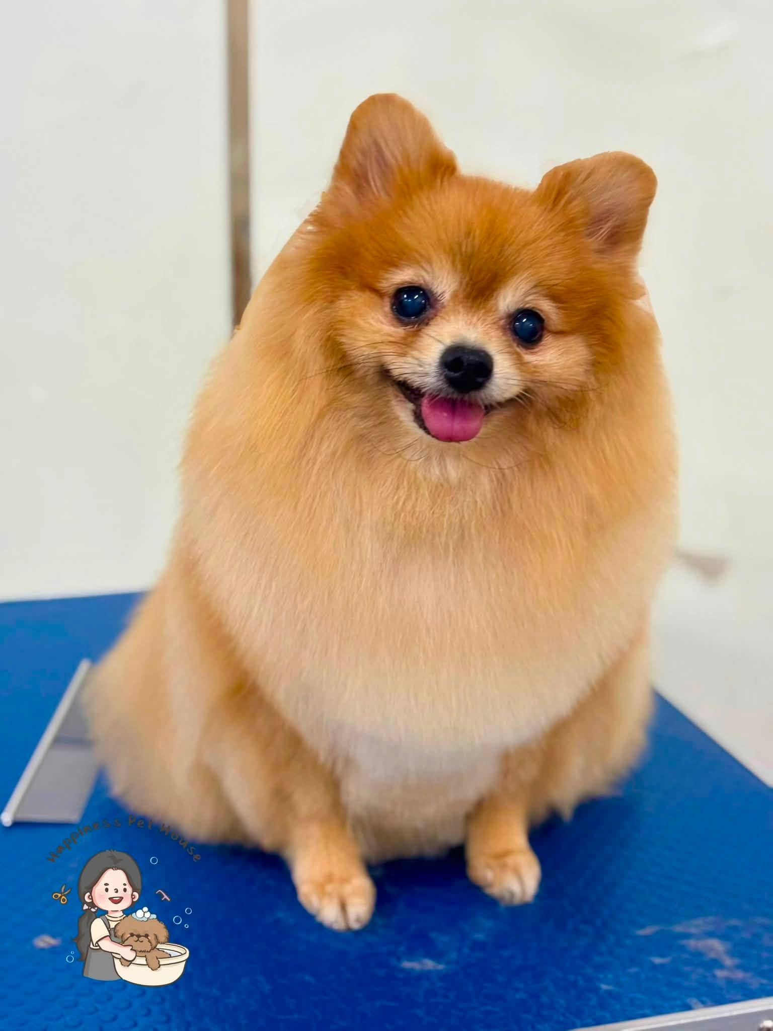 Groomed Pomeranian