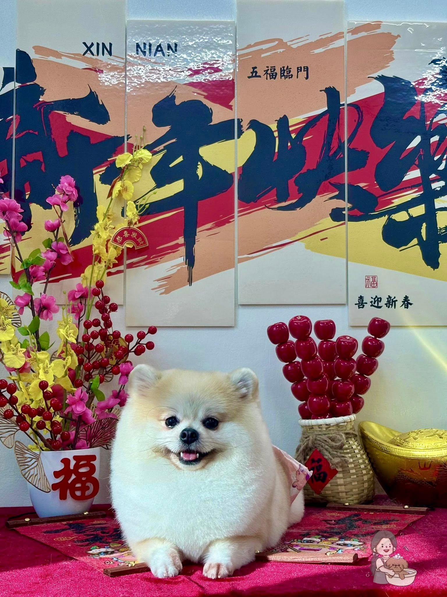 White Pomeranian festive portrait